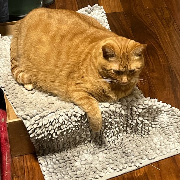 Meet your Posher, Demetria - Picture 1 of 1